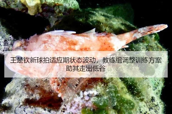 王楚钦新球拍适应期状态波动，教练组调整训练方案助其走出低谷